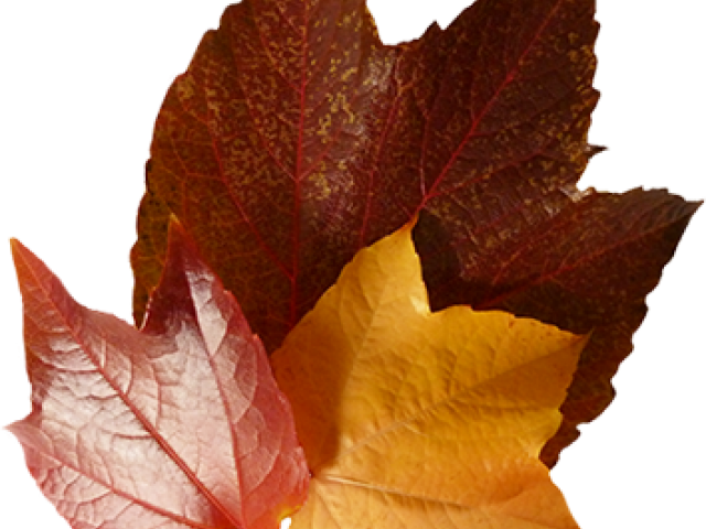 Autumn Leaves Clipart Corner - Macro Photography (640x480), Png Download