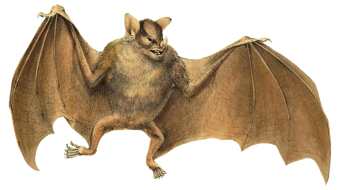 Bat Wings Png - Vampire Bat (1181x726), Png Download