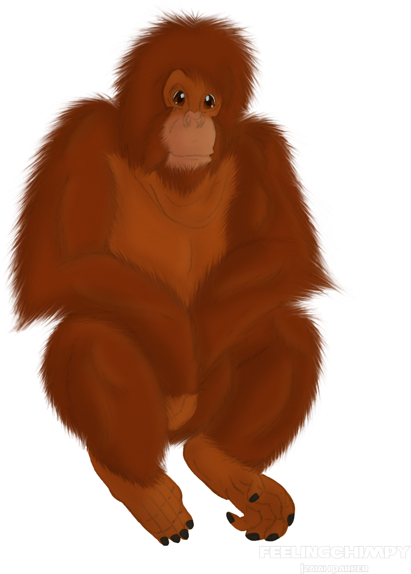 Rowan Orangutan - Orangutan (900x1200), Png Download