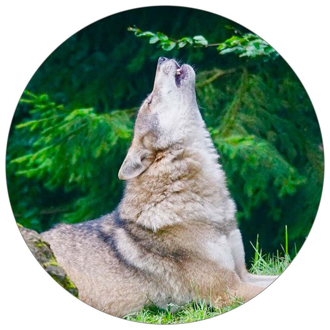 Alpha Wolves - Coracao De Lobo (1056x1056), Png Download