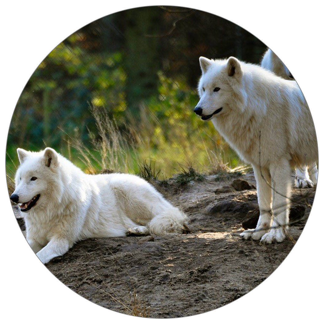 Arctic Wolves - Wolf (1056x1056), Png Download