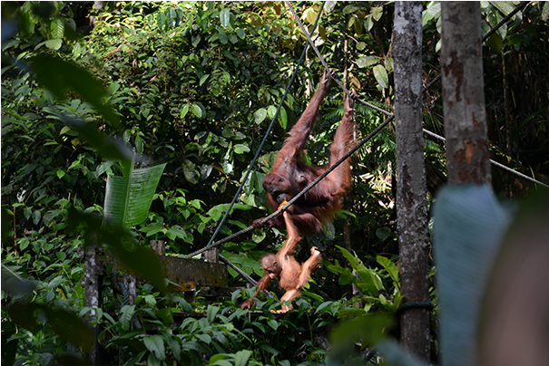 Orangutan Rehabilitation - Orangutan (813x403), Png Download