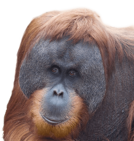 Get Involved - Monkey (539x581), Png Download