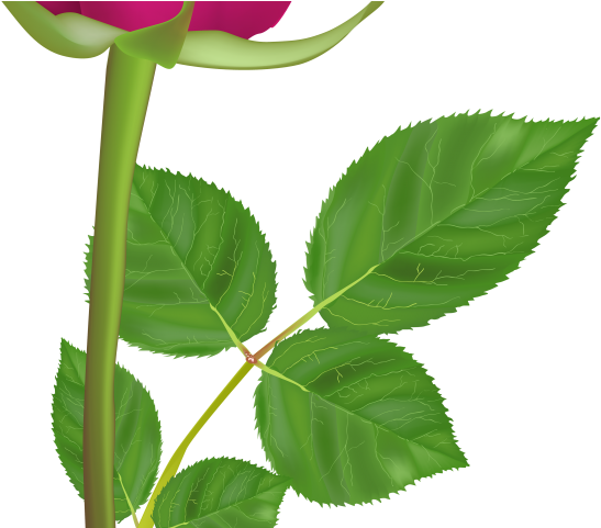 Pink Rose Clipart Long Stem - Happy Birthday Roses Gif (640x480), Png Download