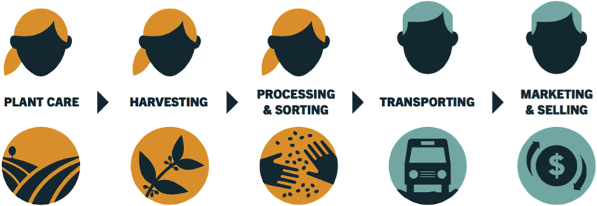 Why Smallholder Women - Chain Of Production Of Coffee (900x378), Png Download