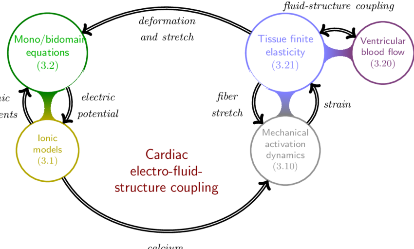 Sketch Of The Proposed Cardiac Electro-flu - Mandala Zum Ausdrucken (850x511), Png Download