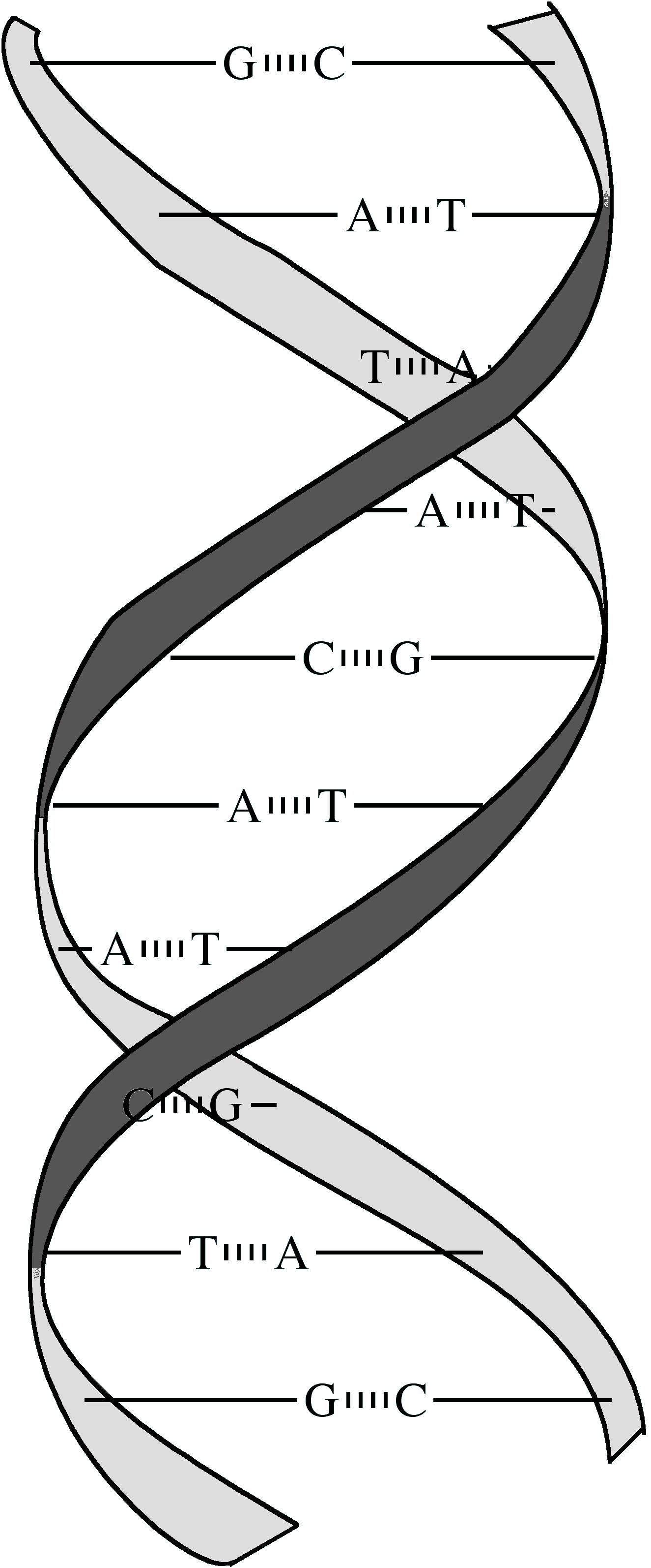 Dna Double Helix - Diagram (1349x3216), Png Download