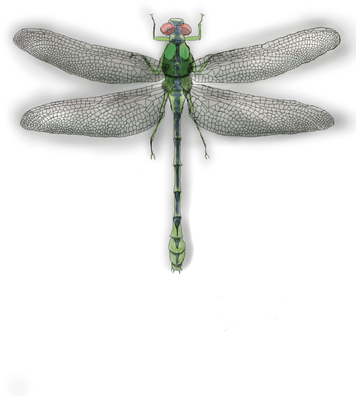 Dragonfly - Net-winged Insects (730x1032), Png Download