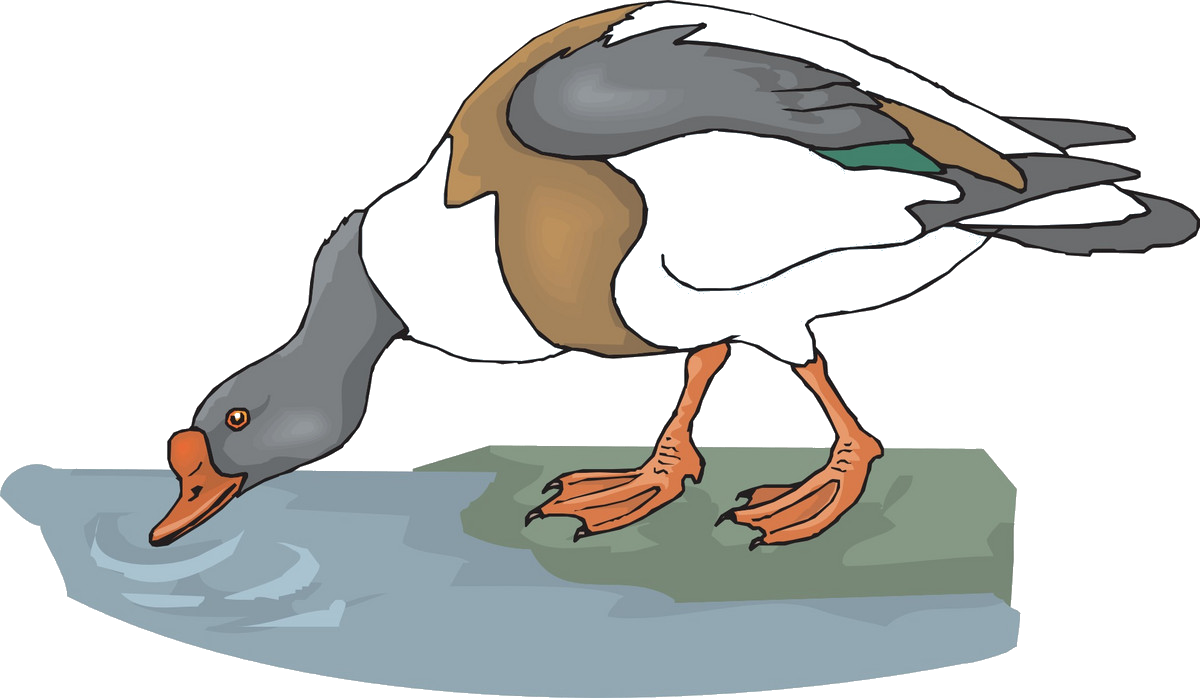 Drinking Water Cartoon - Birds Drinking Water Cartoon (1200x698), Png Download