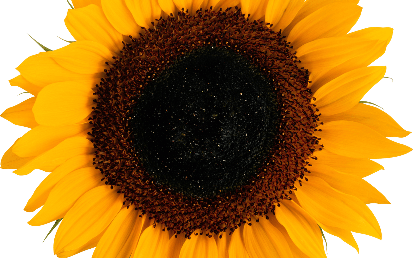 Tumblr Transparent Sunflowers Transparent Sunflower - Transparent Background Sunflower Png (1368x855), Png Download