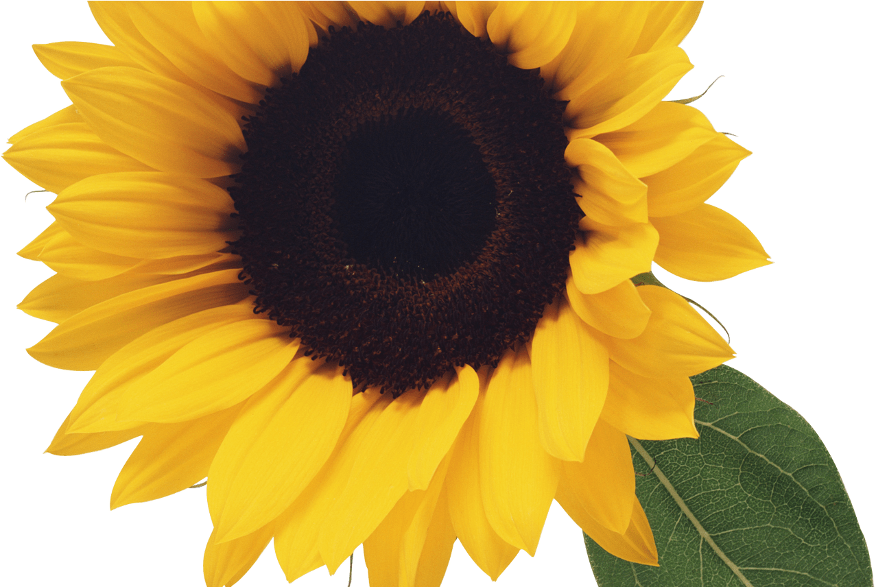 Sunflowers Png Transparent Images Free Download Clip - Transparent Background Sunflower Clip Art (1368x855), Png Download