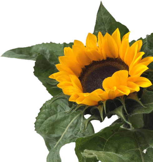 Yellow Aesthetic Overlays Png (500x667), Png Download