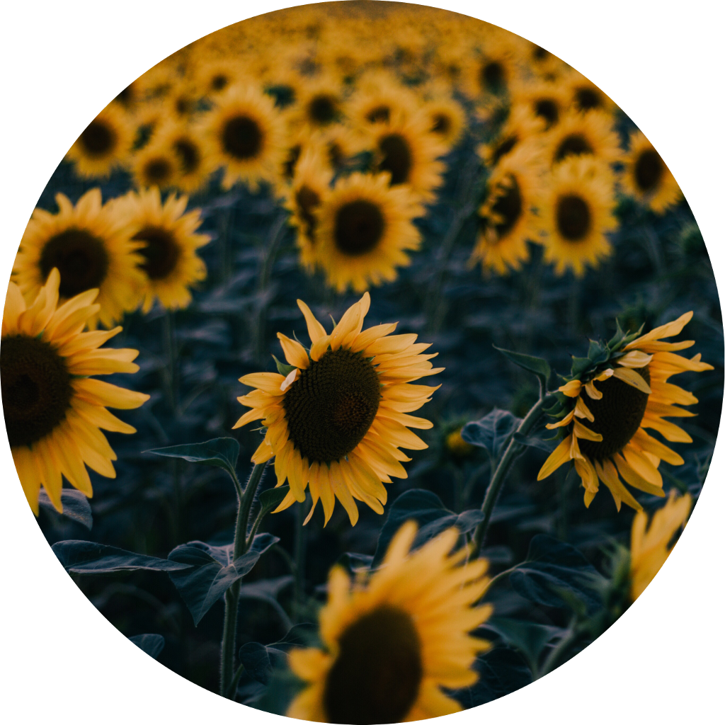 Icon Edit Aesthetic Tumblr Kpop Aesthetic Sunflower - Trash Tumblr Frases (1024x1024), Png Download