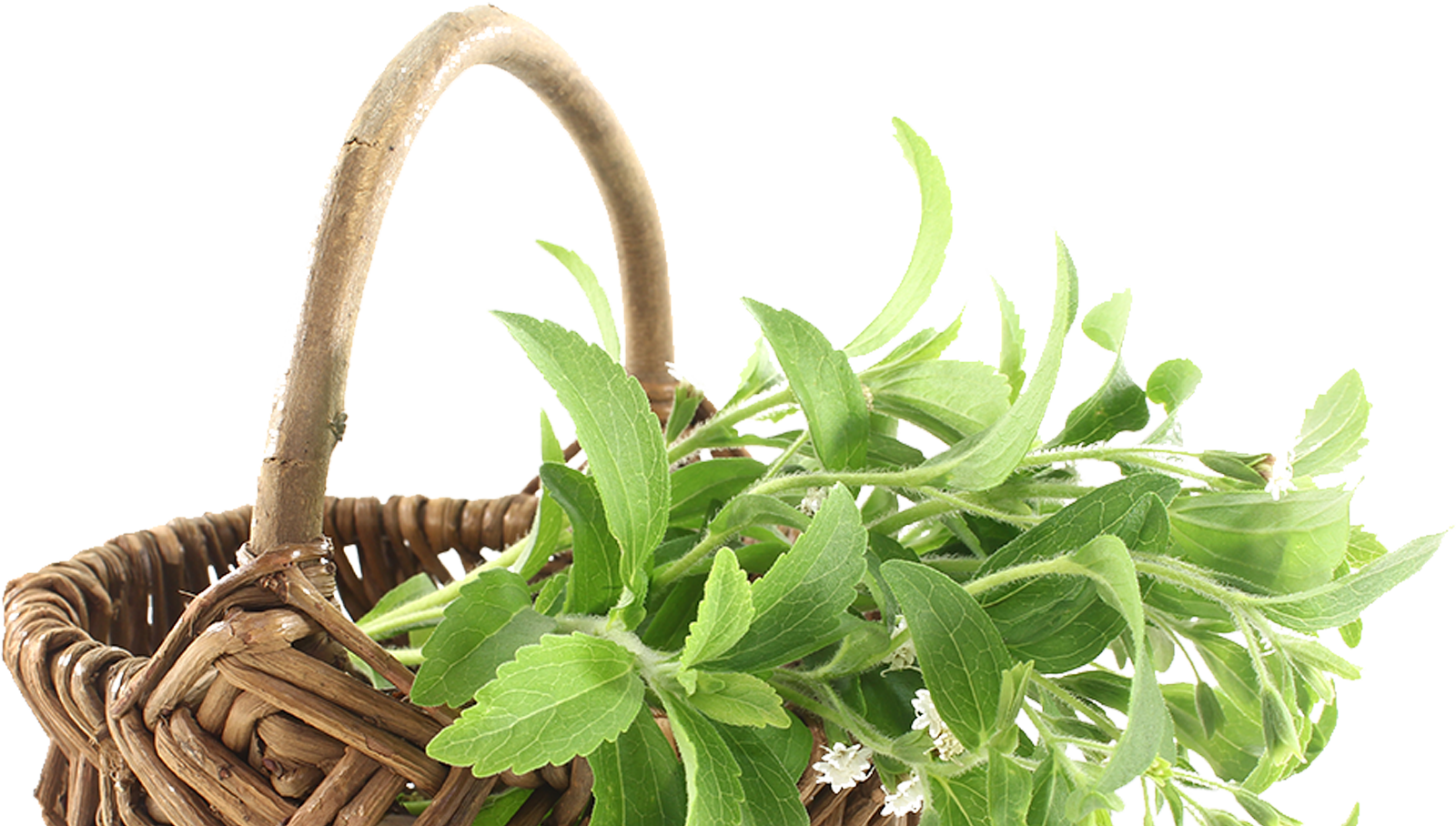 We Will Glide Through - Stevia Planta Png (1600x908), Png Download