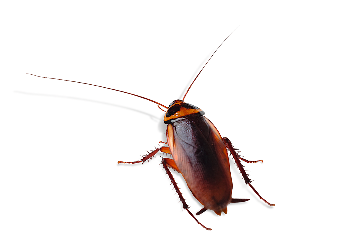 Cockroach (1200x1200), Png Download