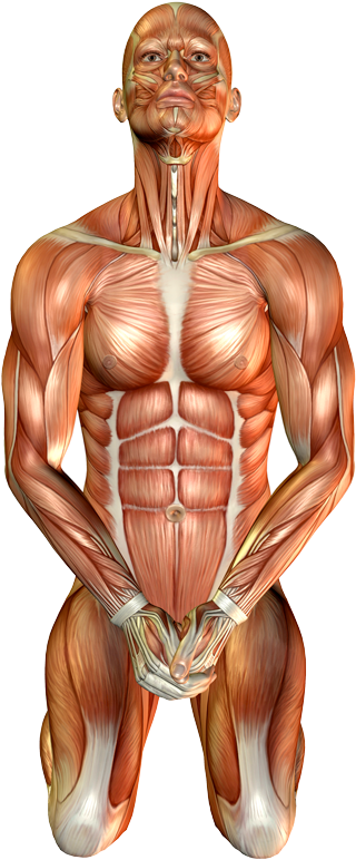 Nervous And Cardiovascular Systems - Varma Kalai Pressure Points (624x802), Png Download