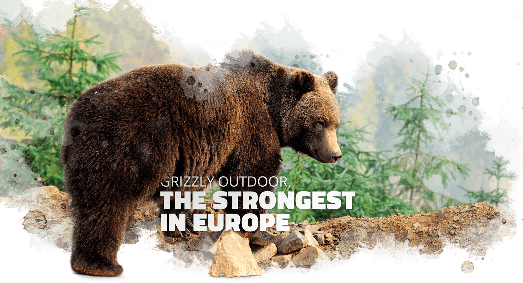 Powerful By Nature - Grizzly Bear (2000x927), Png Download