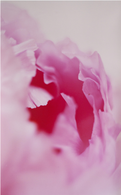 Chung Ping Cheng The Peony17 Chromogenic Print 48×30 - Peony (600x642), Png Download
