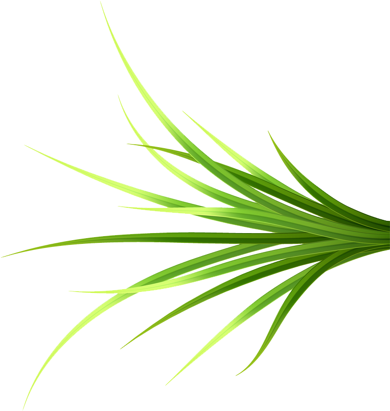 Grass Patch 14 Copy - Grass (802x856), Png Download