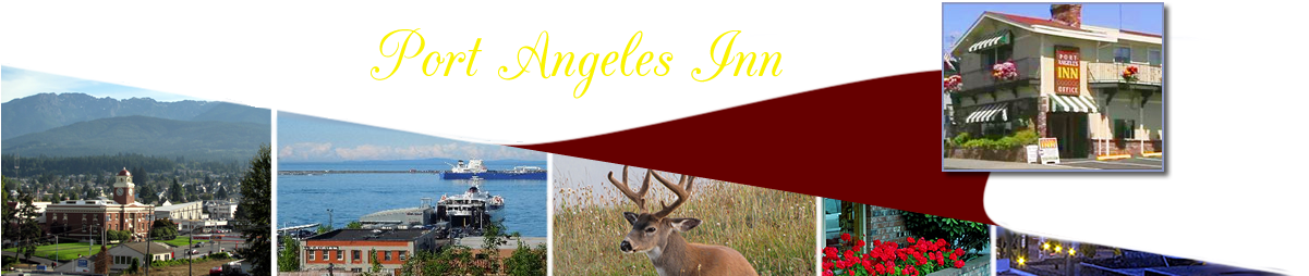 White-tailed Deer (1200x269), Png Download