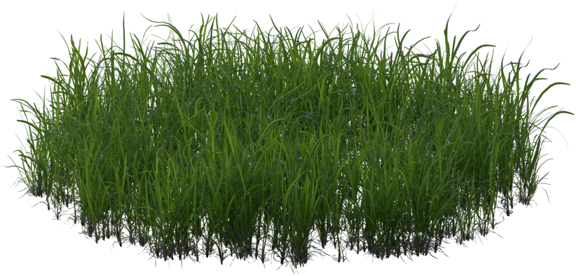 10 Feb - Sweet Grass (1200x675), Png Download