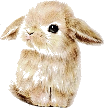 Dibujos Kawaii, Dibujo De Conejo, Ilustración De Conejo, - Cute Kawaii Animals Background (564x1053), Png Download