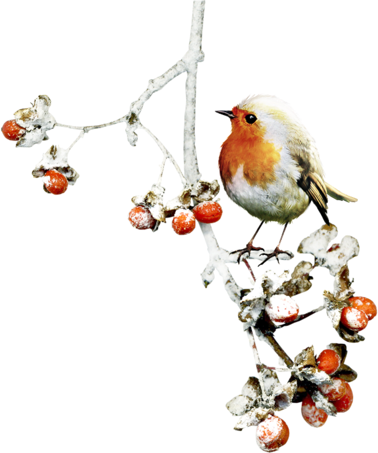4049290 - Transparent Winter Bird Clipart (800x903), Png Download