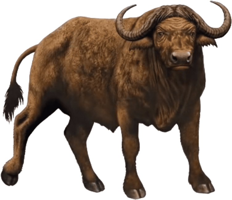 Free Png African Buffalo Free Desktop Png Images Transparent - Maa Vihat Hd (850x736), Png Download