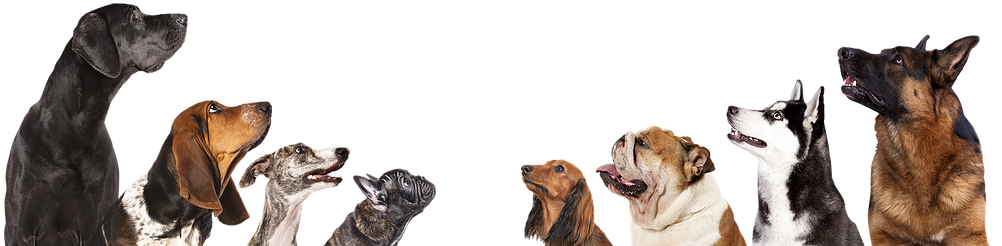Dogs - Dog Breed Info (1014x337), Png Download
