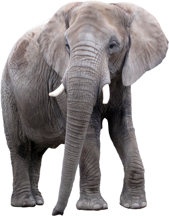 Elephant Png - Elephant Hd Images Png (811x986), Png Download
