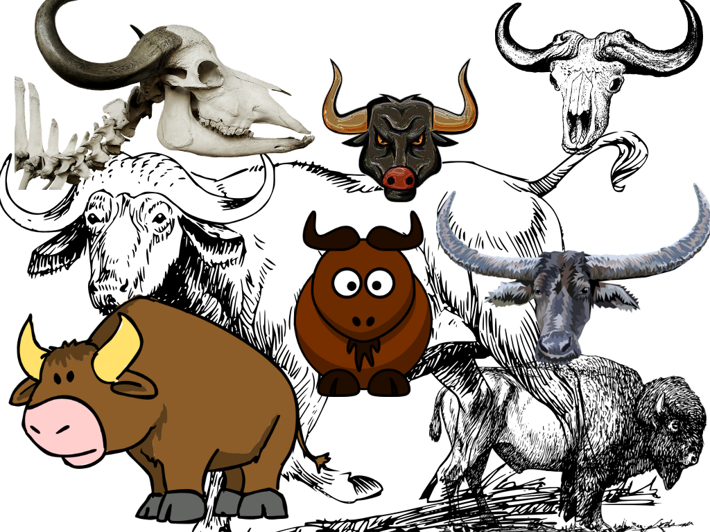 You See, “buffalo” Is A Noun That Refers To The Large, - Herd (1024x768), Png Download