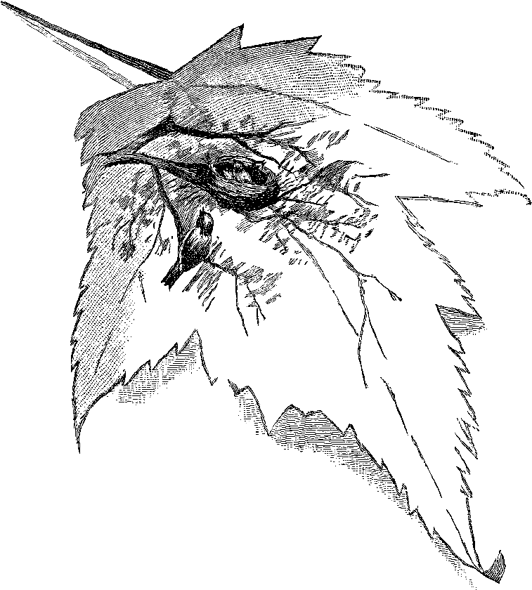 Digital Bird Clip Art Downloads - Sketch (876x988), Png Download