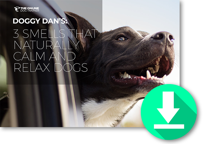 Get Your Free Guide Here - Dog (695x495), Png Download