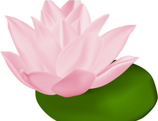 Lotus Clipart Lily Pad Flower - Transparent Lily Pad Clipart (640x480), Png Download