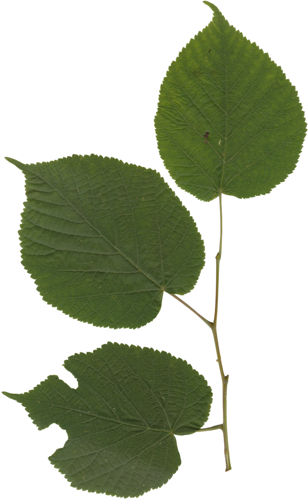 Nature Leaves - American Aspen (716x1140), Png Download
