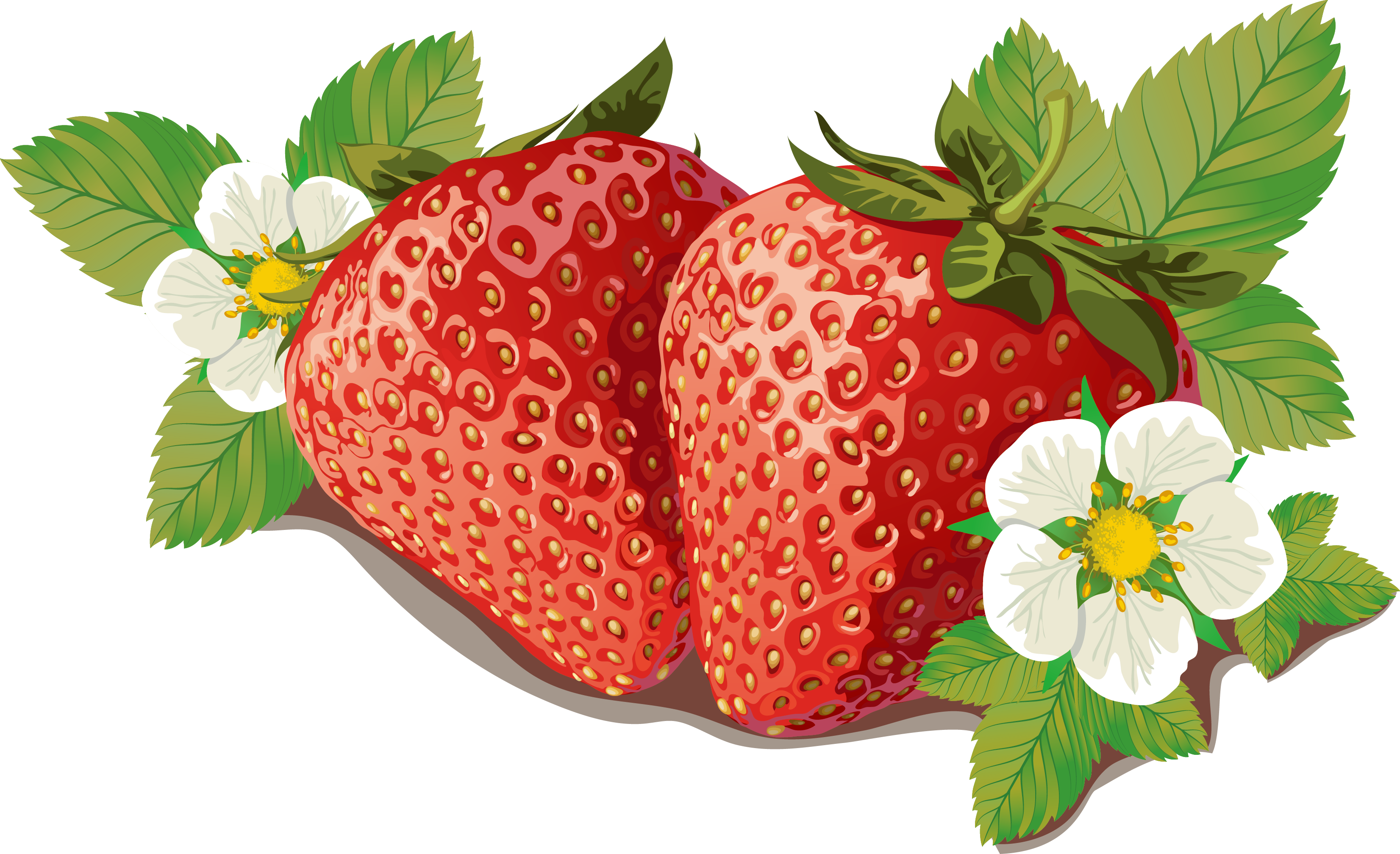 Strawberry Vector - Background Png Vector Of Strawberry (3304x2016), Png Download
