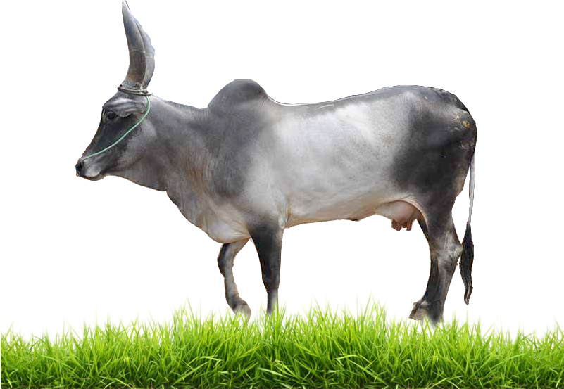 Read More For A2 Milk - Portable Network Graphics (800x600), Png Download