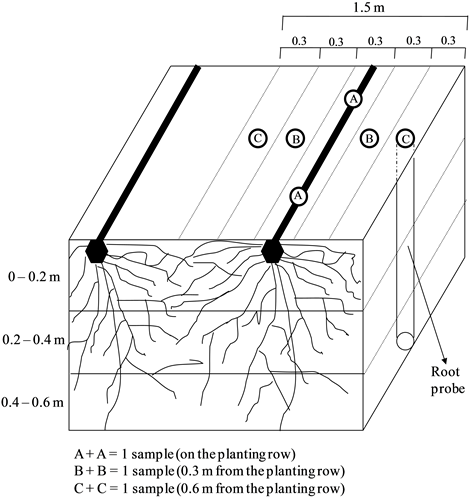 The Role Of Nitrogen Fertilizers In Root - Sugarcane B Deficiency (902x502), Png Download