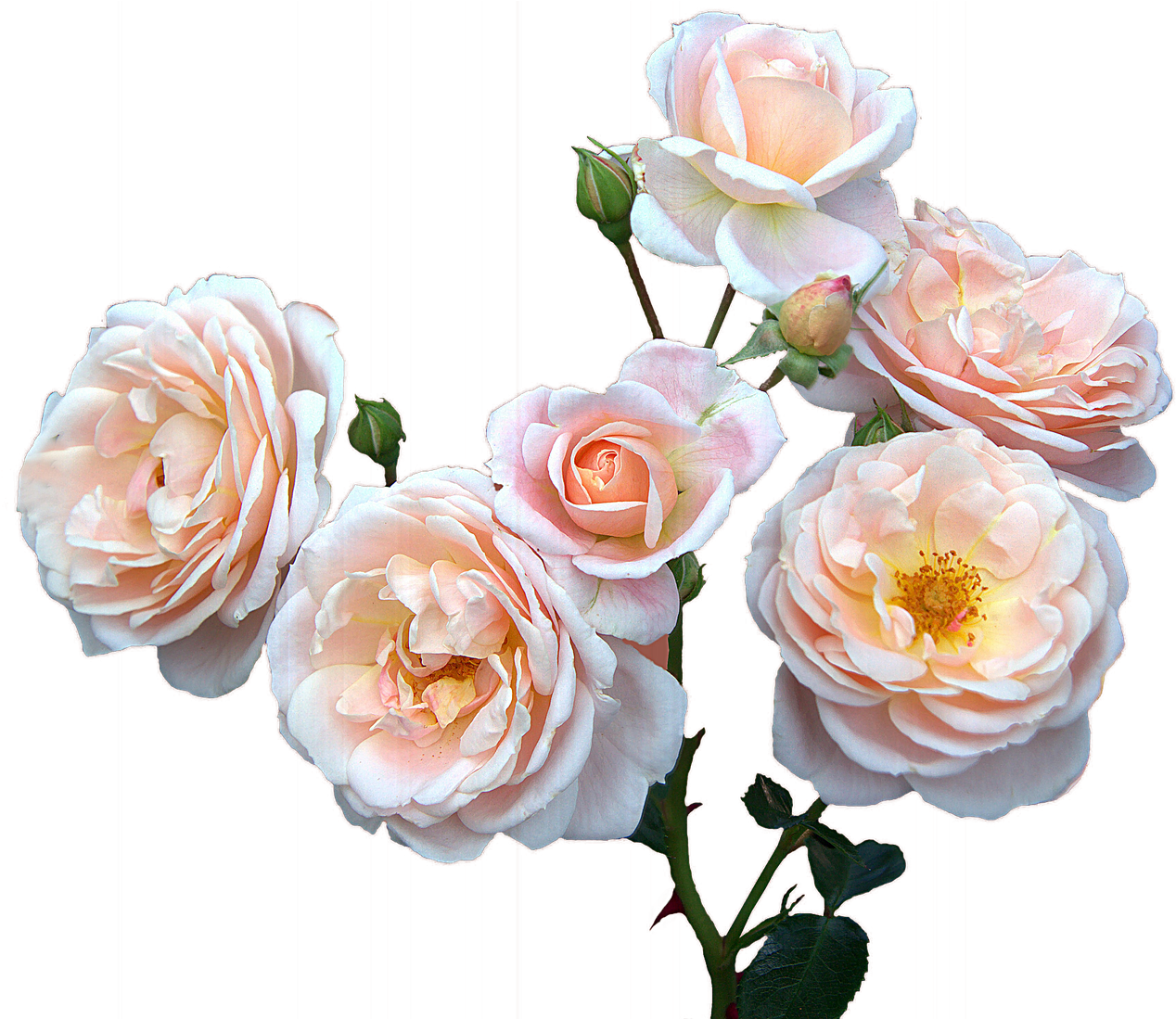Roses Free,mother's Day,women's Day, - Mother's Day Flowers Png (1280x1098), Png Download