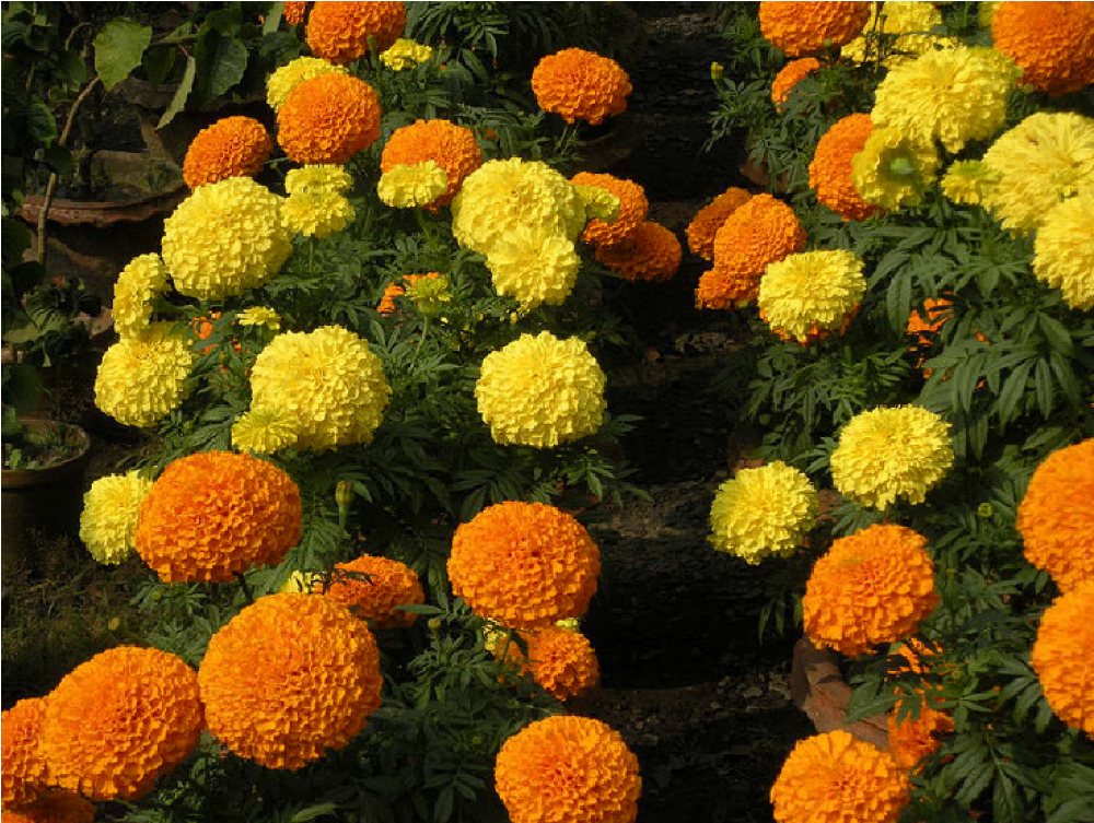 Marigold (1000x1000), Png Download