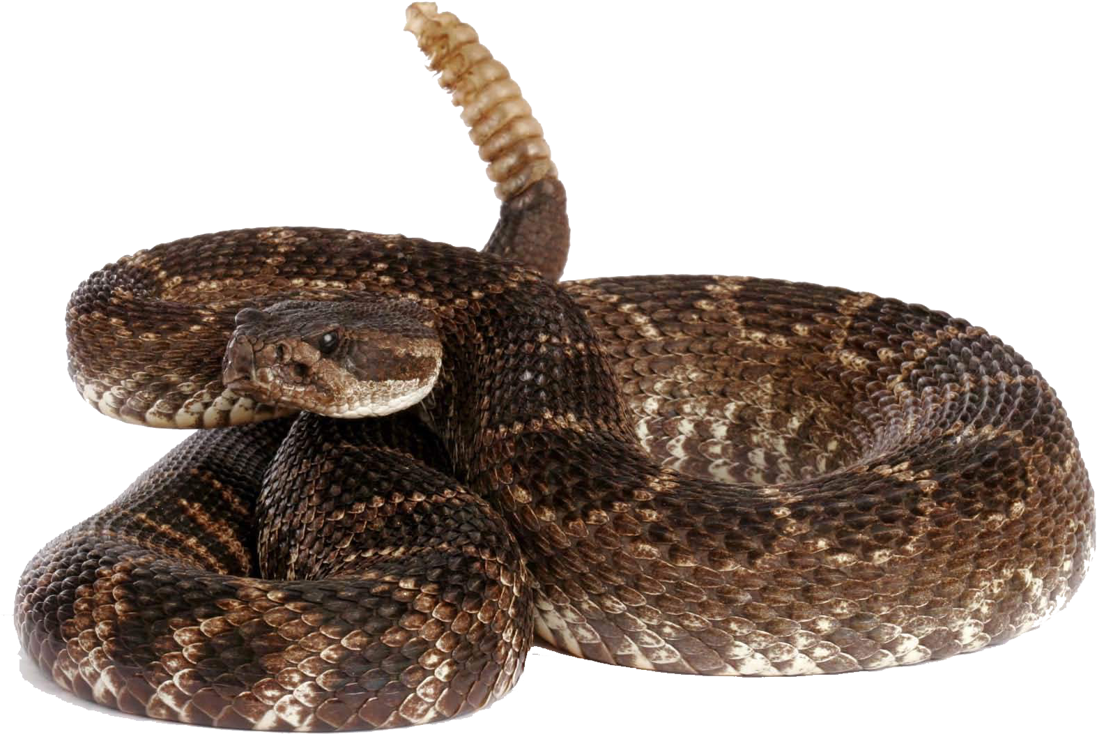 Rattlesnake Free Download Png - Rattlesnake Png (1752x1168), Png Download