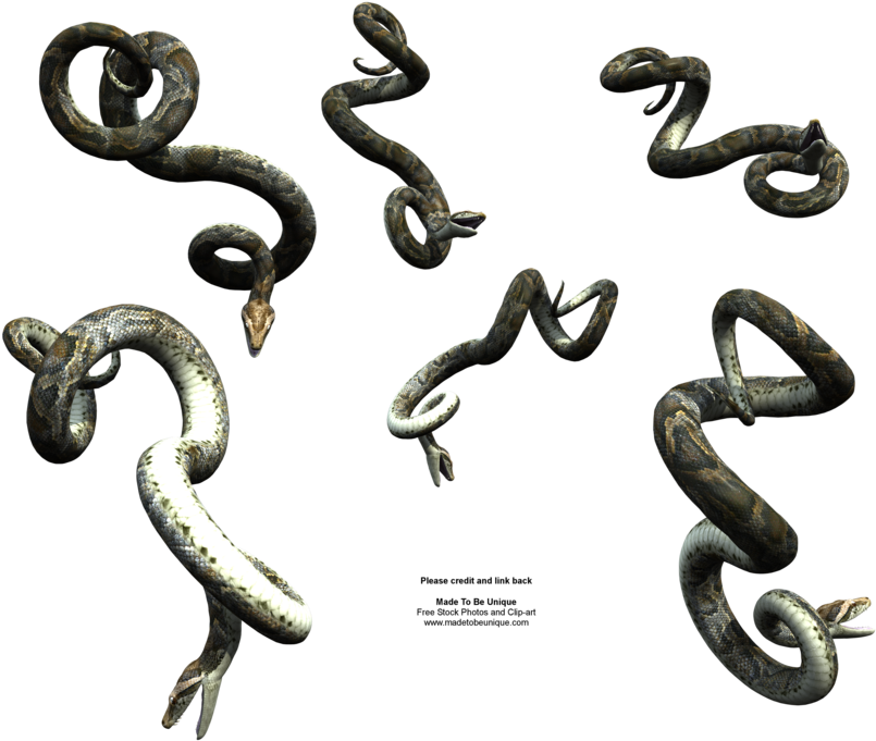 Jpg Transparent Snake Eyes Animal Clipart Crazywidow - Snake Hanging Png (900x720), Png Download