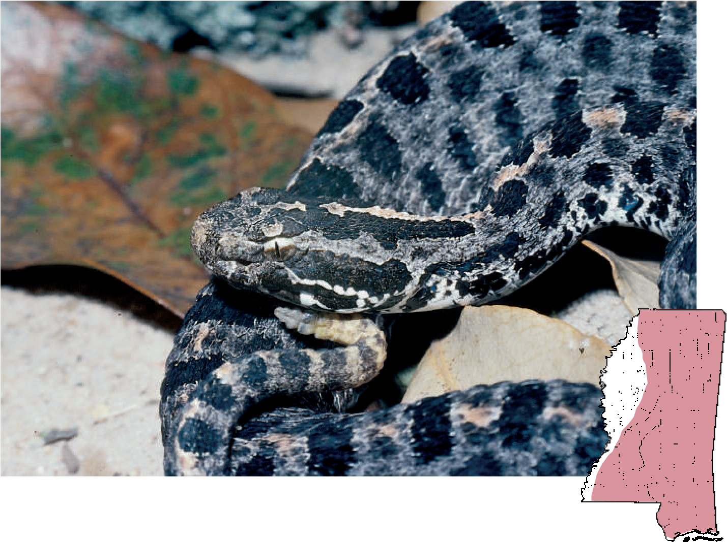 Pigmy Rattlesnake - Pygmy Rattlesnake (1433x1073), Png Download