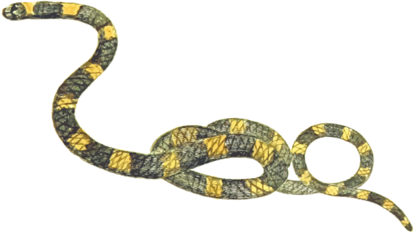 Rattlesnake Reptile Snakes Boa Constrictor Vipers - Png Ular (604x340), Png Download