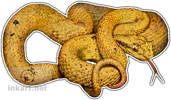 Wildlife Art - Eyelash Viper (590x347), Png Download