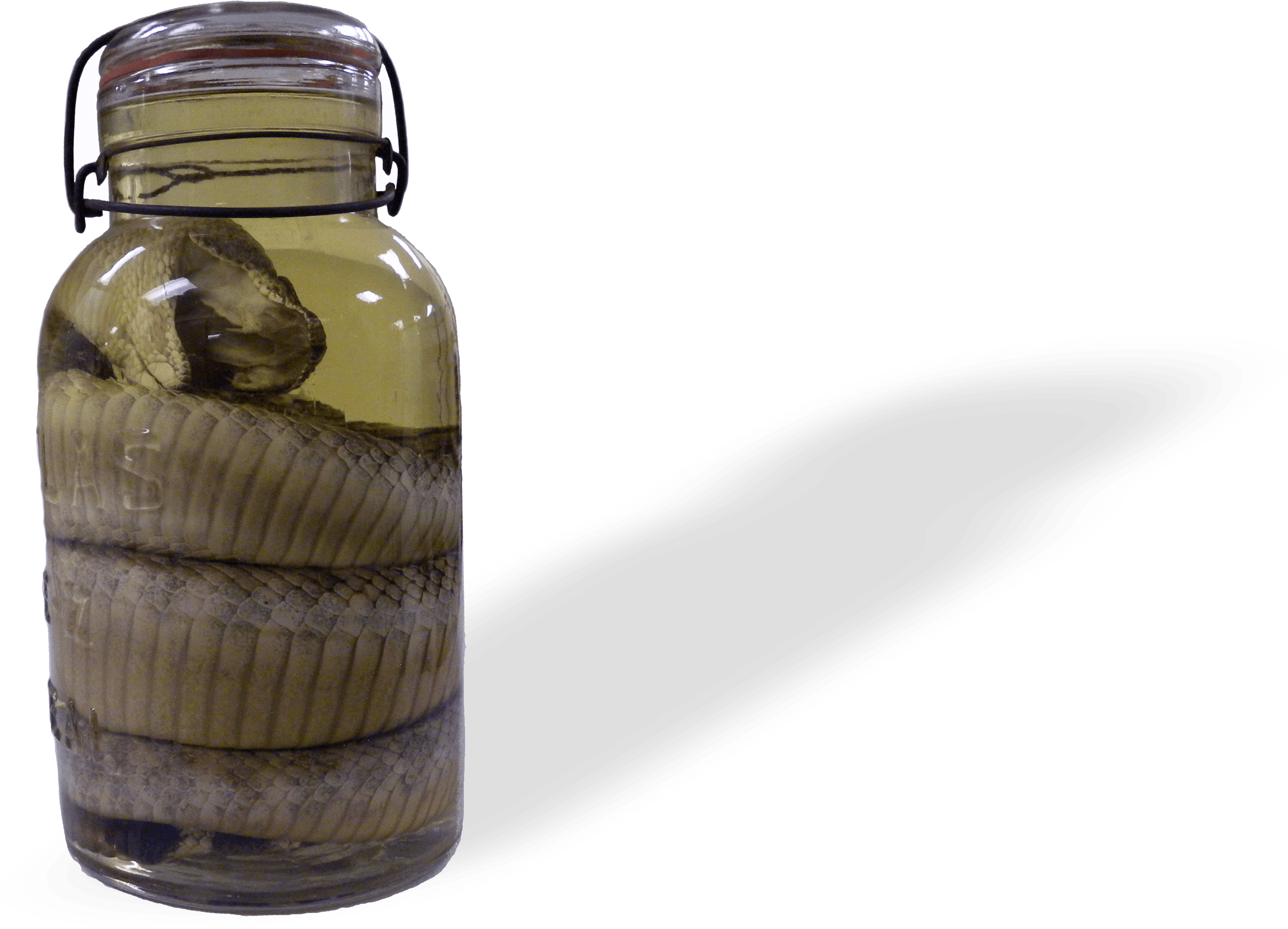 Download Western Diamondback Rattlesnake From Texas Western