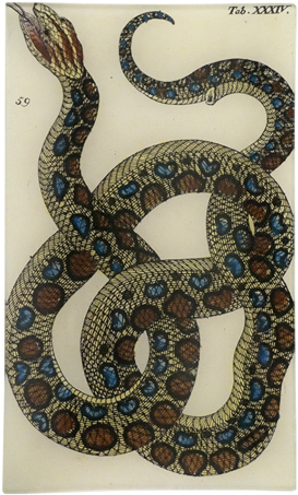John Derian Snake Xxxiv Tray - Reptile (480x480), Png Download