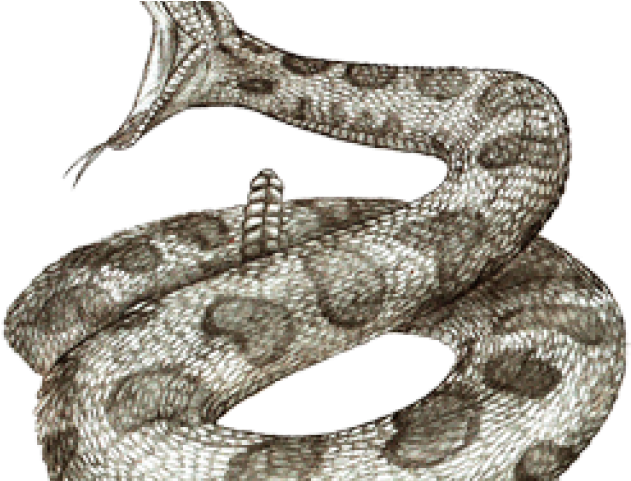 Rattlesnake Png Transparent Images - Drawing (640x480), Png Download