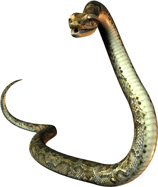 Download Snake Tail Png Snakes Stock Transparent PNG Download SeekPNG