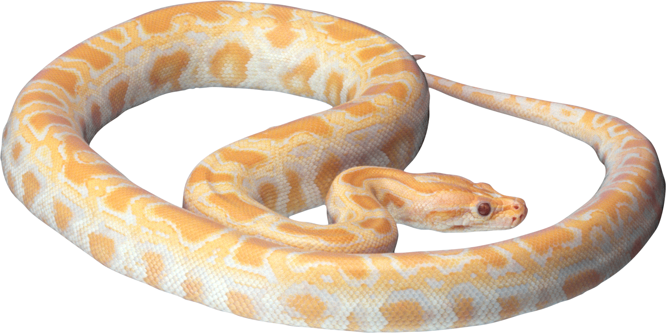 Cobra Clipart Fierce Snake - Snake Png (2179x1090), Png Download